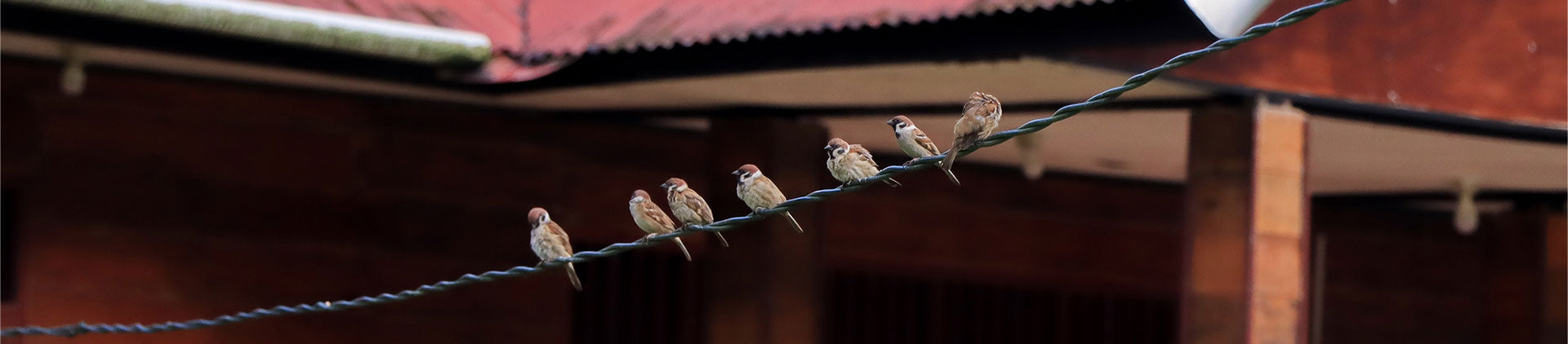 A group of small birds perched on an outdoor twisted wire against the background of a rustic building with wooden walls and a red roof.